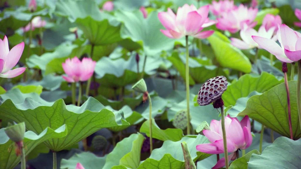 Lotus flowers and leaves