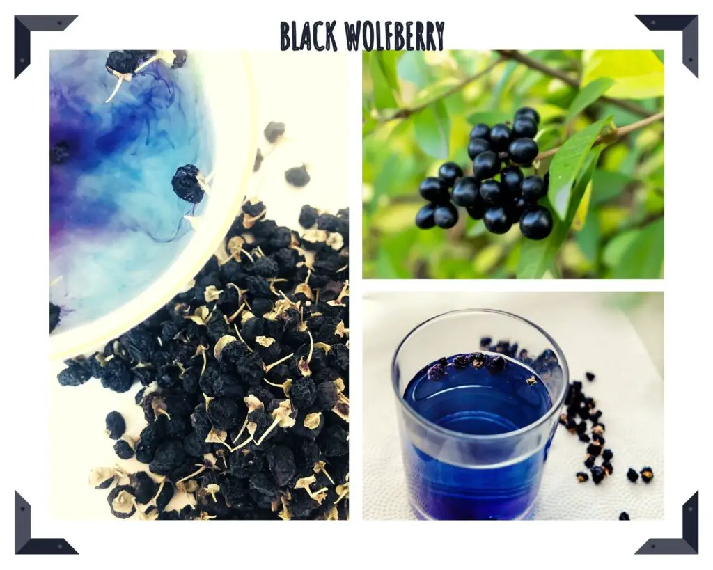 The Health Value And Effects Of Black Wolfberry 2