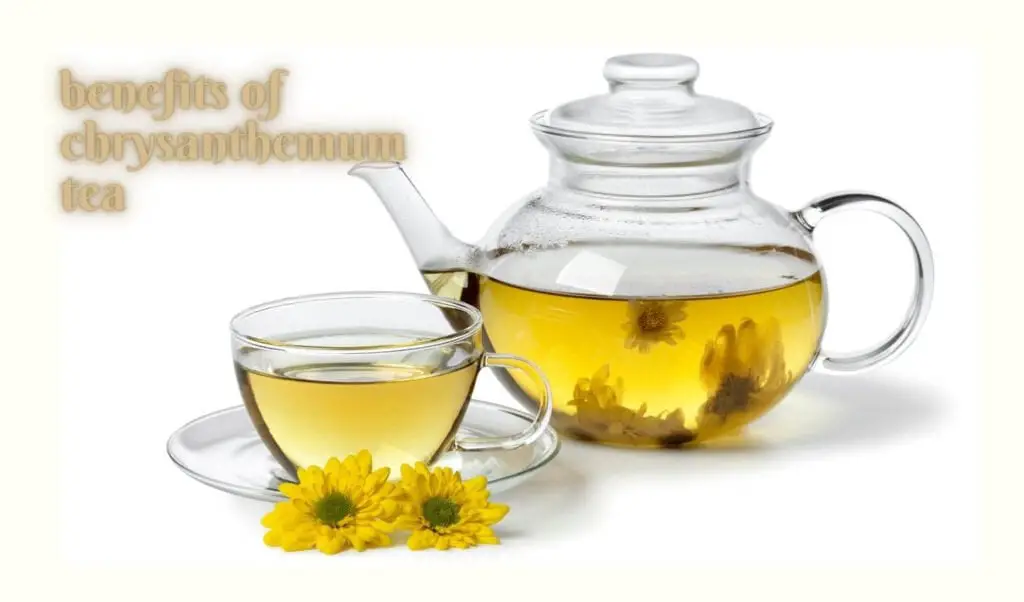 Chrysanthemum Tea Benefits, Uses, And Precautions Stethostalk