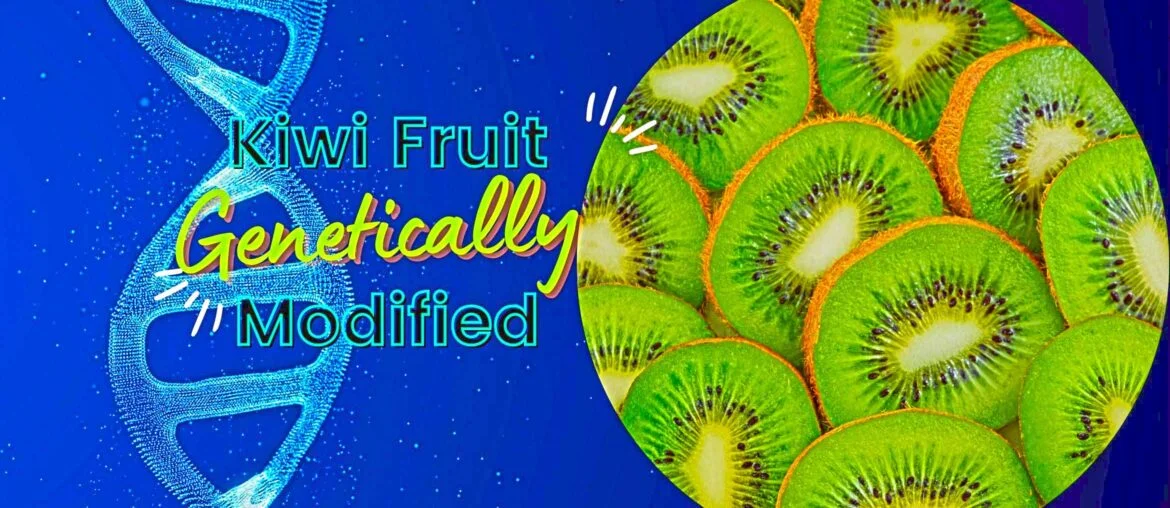 Is kiwi fruit genetically modified