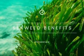 Seaweed Nutritional Value, Benefits, And Precautions