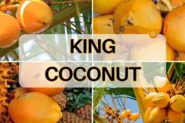 Benefits of drinking king coconut water